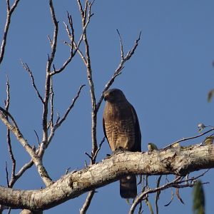 Hill Bank- Roadside Hawk