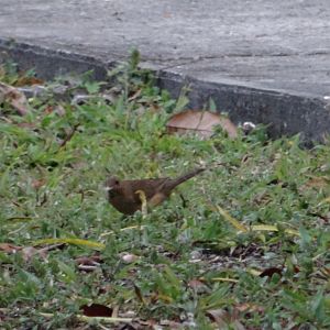 La Milpa- Clay-Colored Thrush