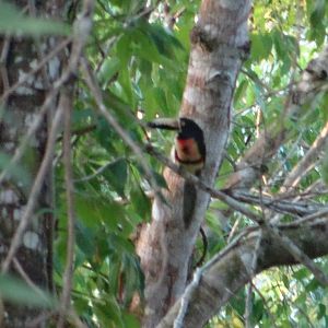 La Milpa- Collared Aracari