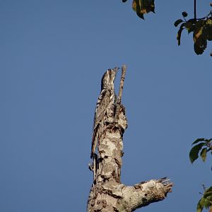 La Milpa- Northern Potoo