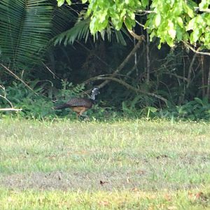 La Milpa- Great Curassow