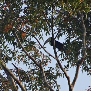 La Milpa- Keel-Billed Toucan