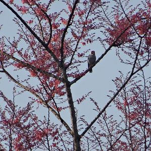 La Milpa- Masked Tityra