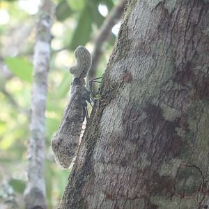 La Milpa- Peanut-Headed Bug