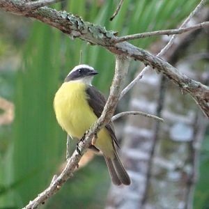 La Milpa- Social Flycatcher