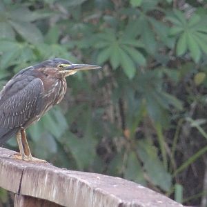 La Milpa- Green Heron