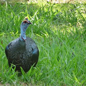 La Milpa- Ocellated Turkey