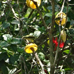 La Milpa- Olive-Backed Euphonia