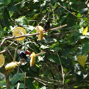 La Milpa- Red-Legged Honeycreeper