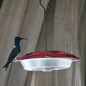 La Milpa- White-Necked Jacobin