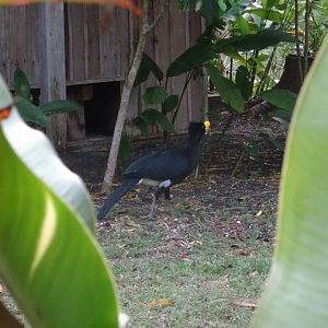 La Milpa- Great Curassow