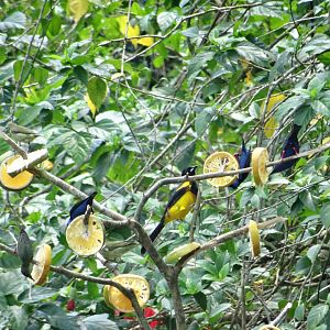 La Milpa- Multiple Species at the Feeders