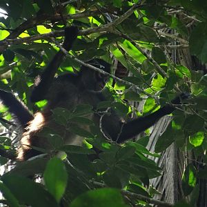 La Milpa- Spider Monkey