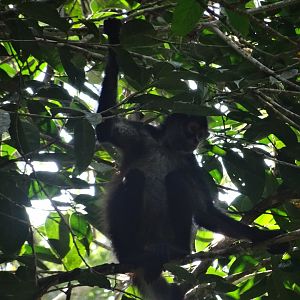 La Milpa- Spider Monkey