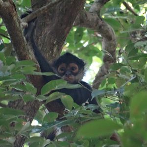 La Milpa- Spider Monkey