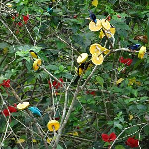 La Milpa- Five Bird Species, One Photo