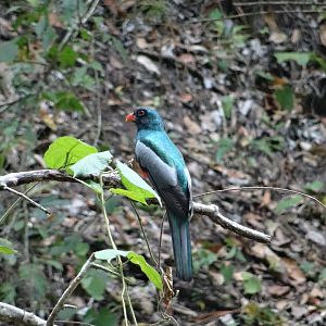 La Milpa- Slaty-Tailed Trogon