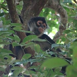 La Milpa- Spider Monkey