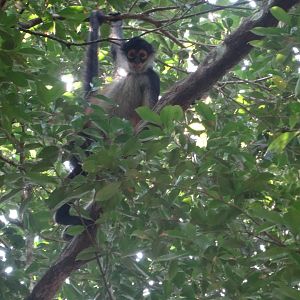 La Milpa- Spider Monkey