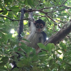 La Milpa- Spider Monkey