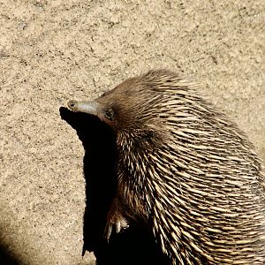 Kangaroo Island Echidna (Tachyglossus aculeatus multiaculeatus)