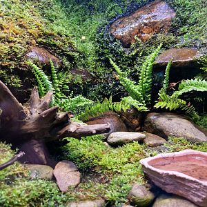 Hokkaido Salamander exhibit