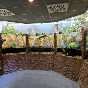 Giant Chinese Salamander room