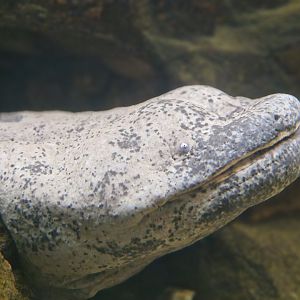 Chinese Giant Salamander