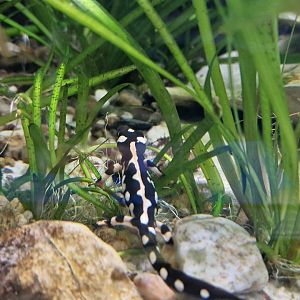 Kaiser's Spotted Newt