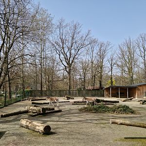 Kulan exhibit