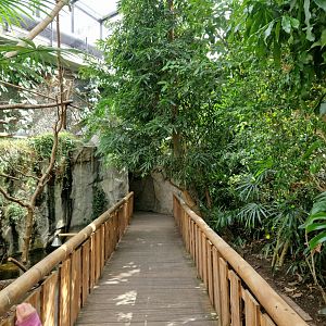 Tropical hall path