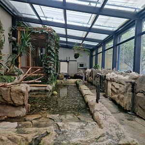Pygmy hippo indoor exhibit