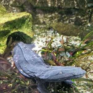 Hellbender, Vivarium