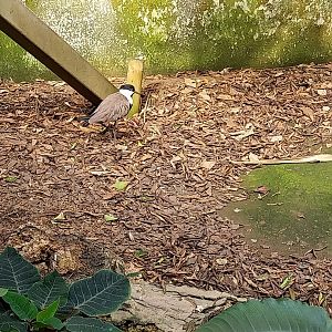 Serre Tropicale - Spur-winged lapwing (Vanellus spinosus)