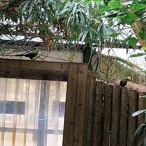 Serre Tropicale - Red-crested turaco (Tauraco erythrolophus)