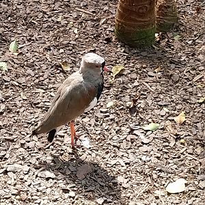 Serre Tropicale - Southern lapwing (Vanellus chilensis)