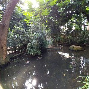 Serre Tropicale - Red-shouldered teal (Callonetta leucophrys)