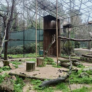 Eurasian griffon vulture exhibit