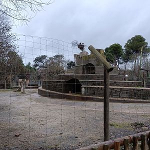 Iberian ibex and mouflon exhibit