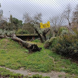 Spanish lynx exhibit