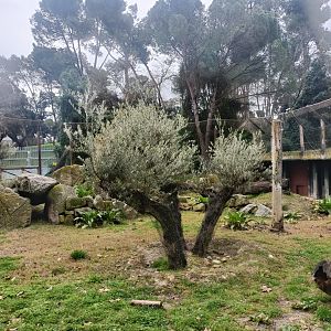 Spanish lynx exhibit