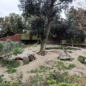 Wolf exhibit