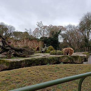 Brown bear exhibit