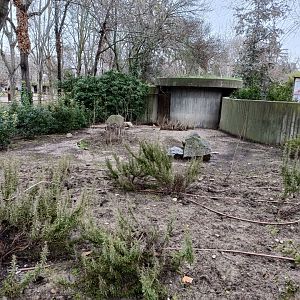 Empty exhibit- Old collared peccary