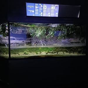 Mangrove tank