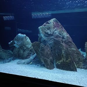 Small sharks exhibit