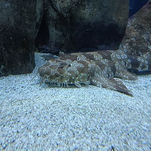 Orectolobus maculatus