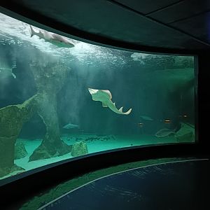 Oceanic exhibit