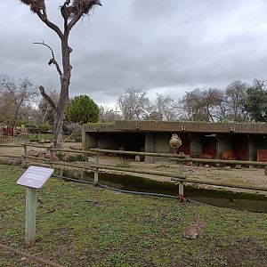 African forest buffalo exhibit