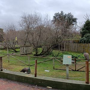 Emu exhibit